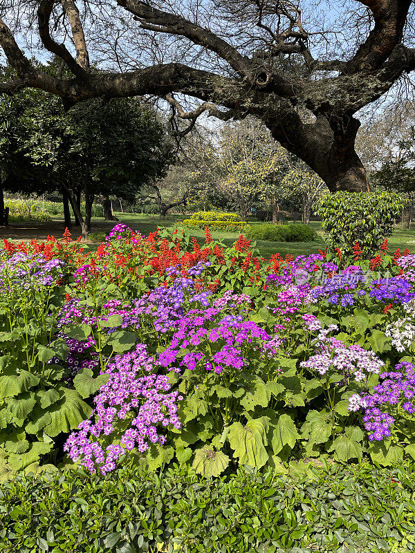 Image of cultivated flower borders of bedding plants in Lodhi Gardens public park, flowerbeds with purple cineraria (Pericallis × hybrida), focus on foreground